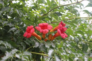 campsis radicans (2) (1600 x 1067)